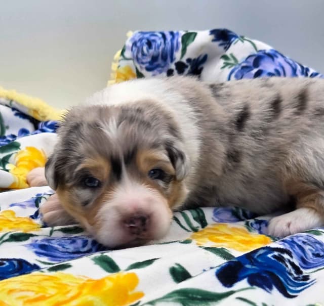Australian Shepherd Puppies media 4