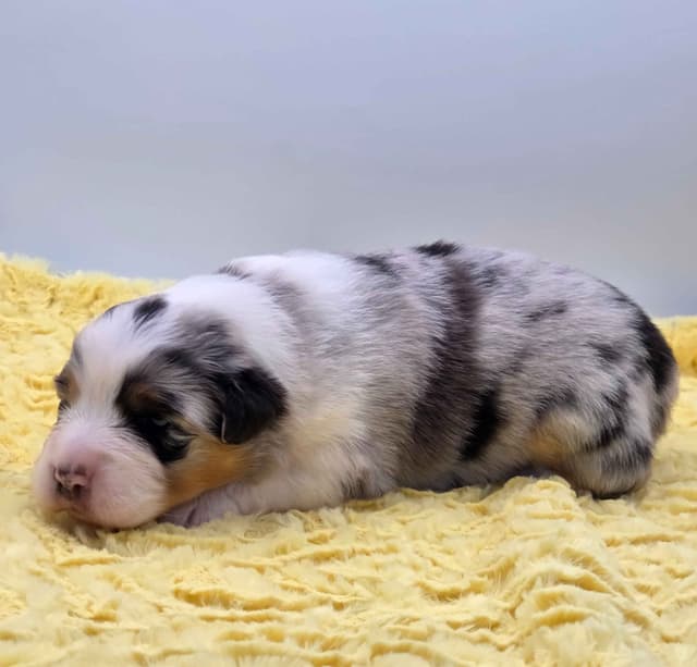 Australian Shepherd Puppies media 6