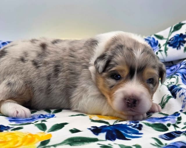 Australian Shepherd Puppies media 7