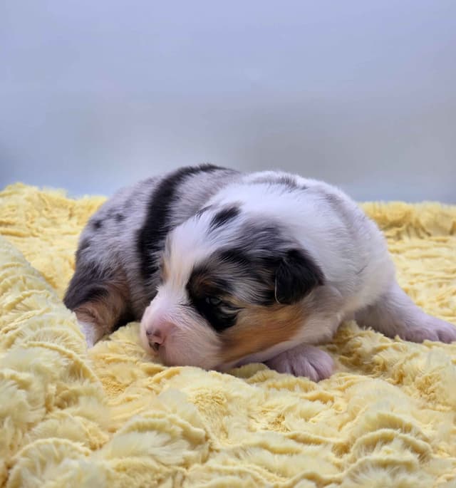 Australian Shepherd Puppies media 8