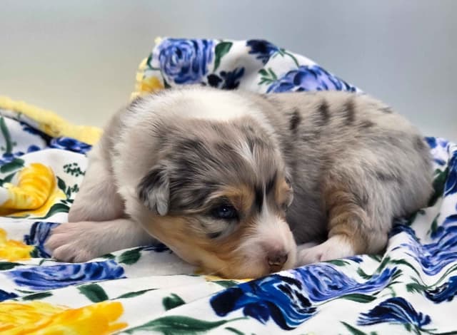 Australian Shepherd Puppies media 9