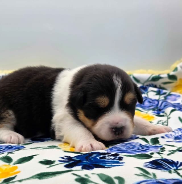 Australian Shepherd Puppies media 10