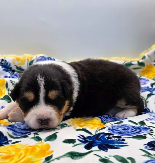 Australian Shepherd Puppies media 11