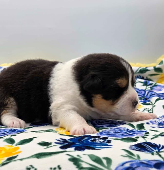 Australian Shepherd Puppies media 13