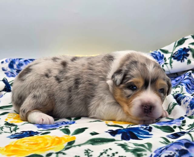 Australian Shepherd Puppies media 12