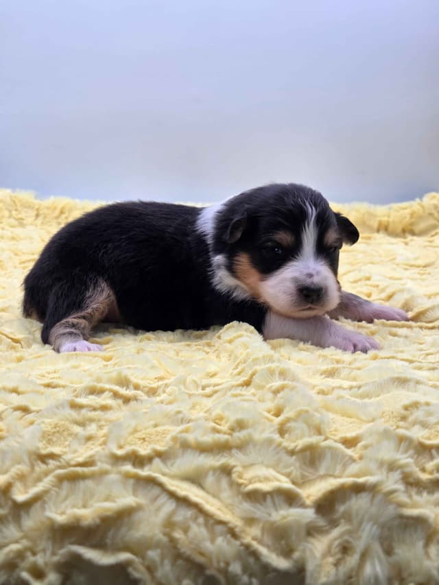 Australian Shepherd Puppies media 14