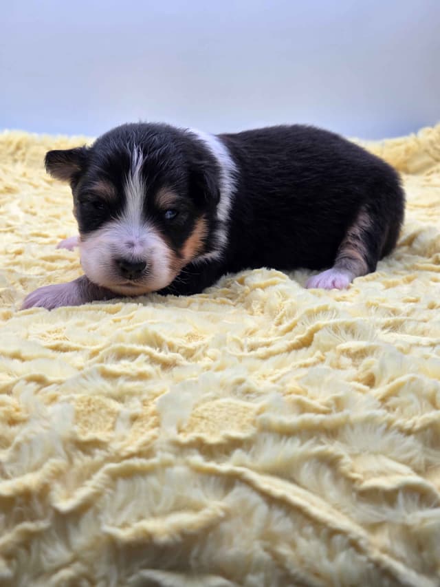 Australian Shepherd Puppies media 15