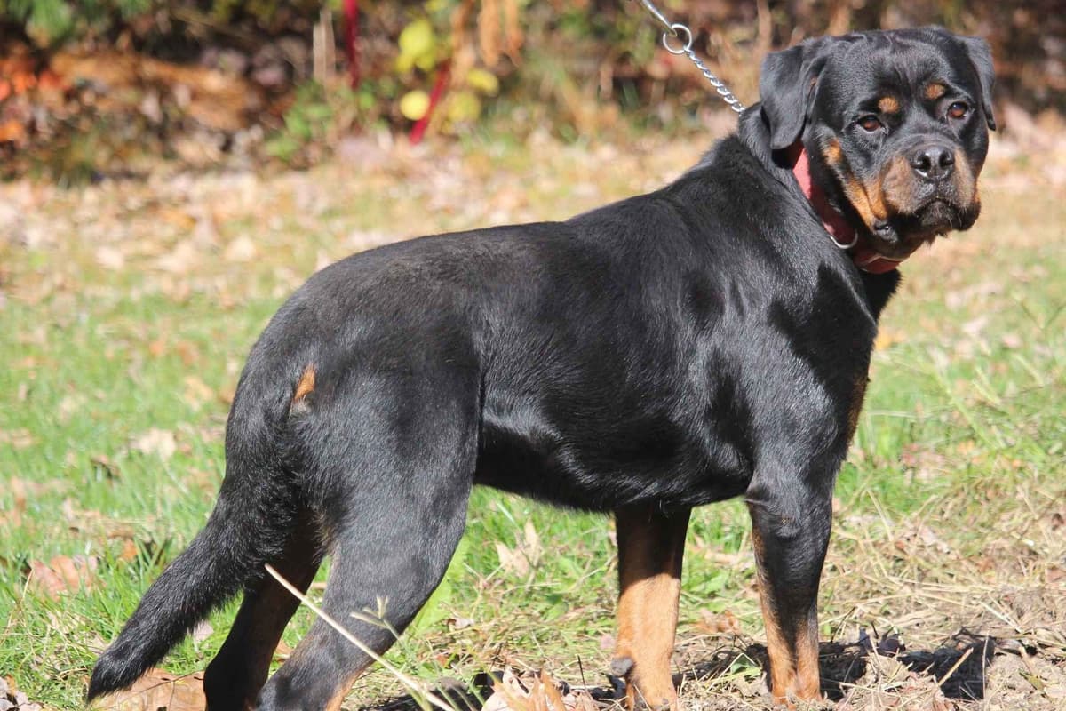 Rottweiler Puppies breeder image 3