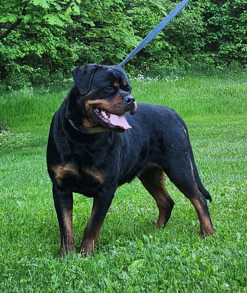 Rottweiler Puppies breeder image 5