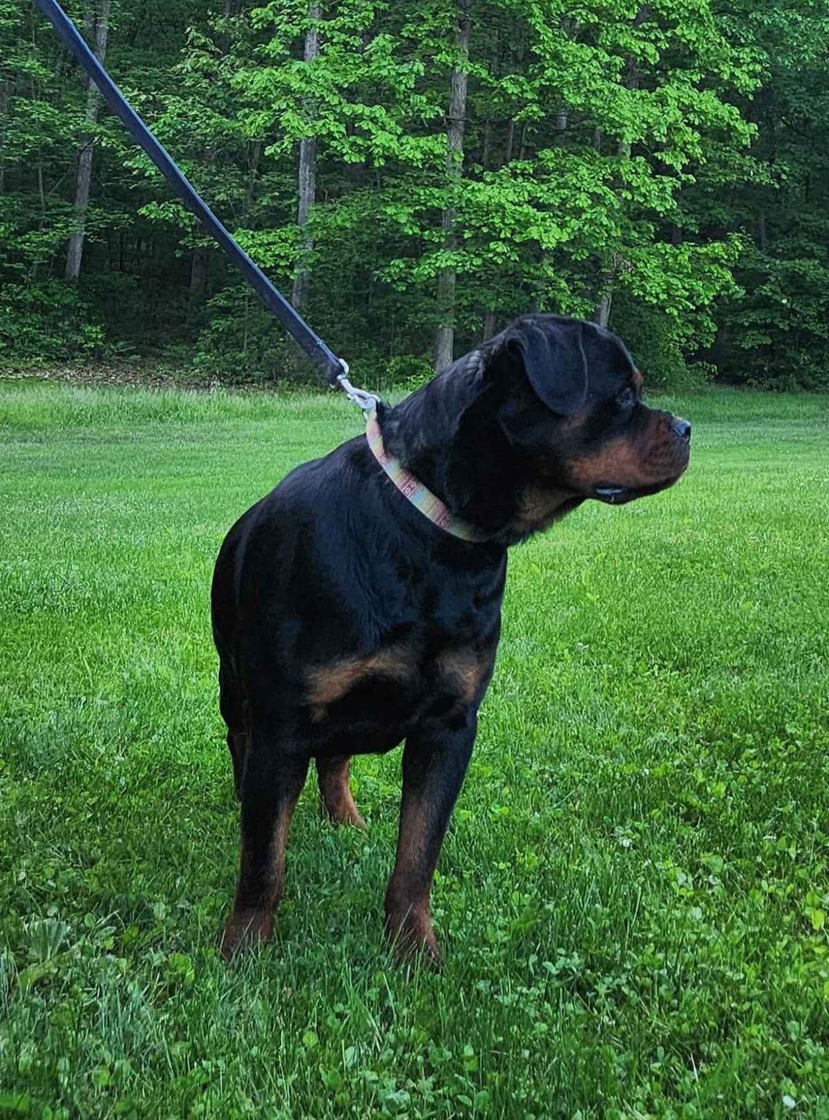 Rottweiler Puppies breeder image 4