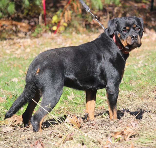 Rottweiler Puppies media 2