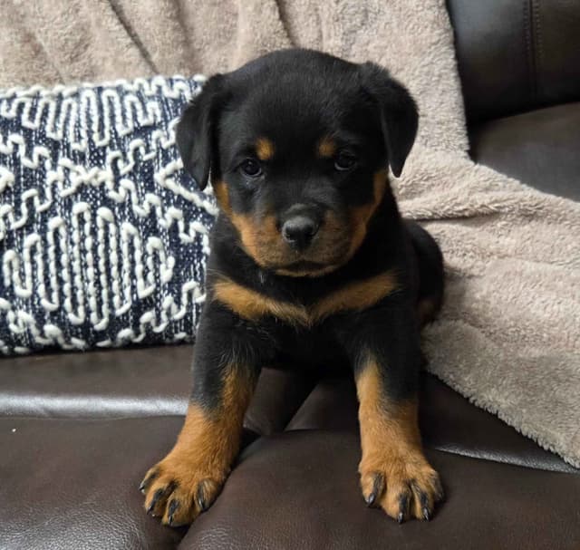Rottweiler Puppies media 5