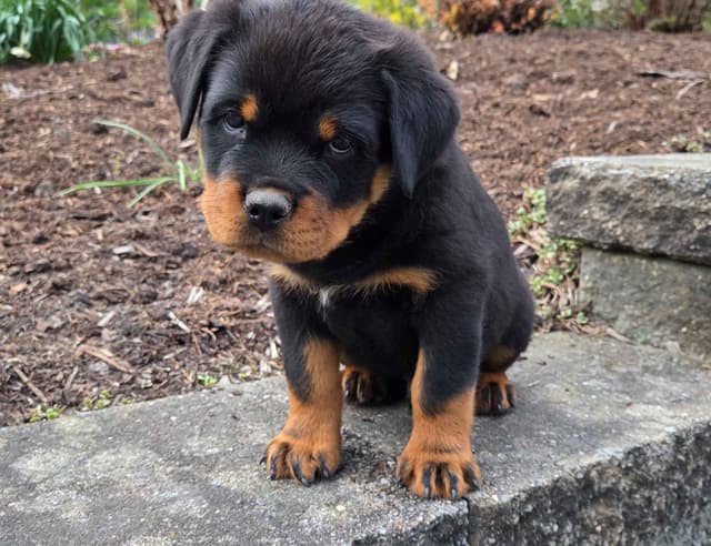 Rottweiler Puppies media 6