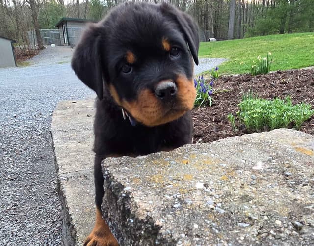 Rottweiler Puppies media 7