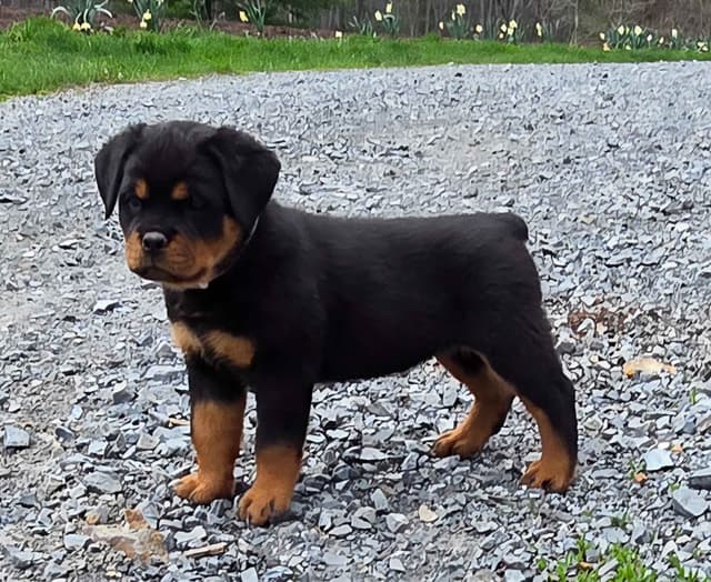 Rottweiler Puppies media 8