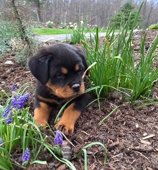 Rottweiler Puppies media 9