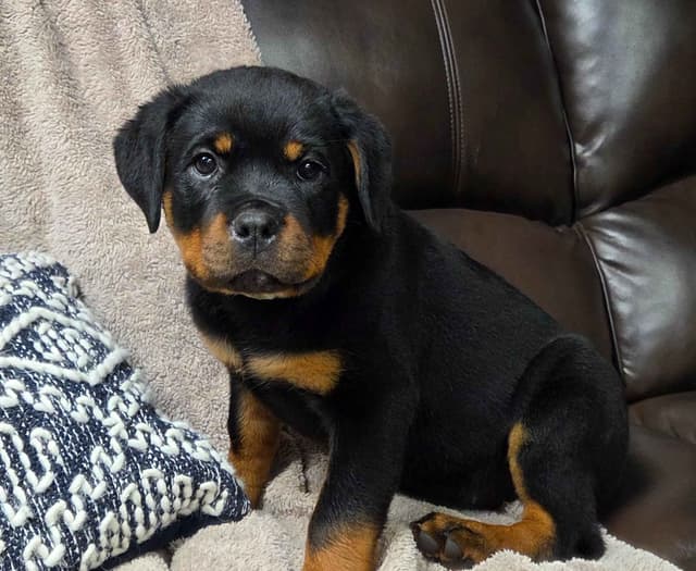 Rottweiler Puppies media 10