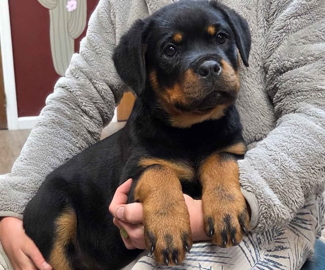 Rottweiler Puppies media 11