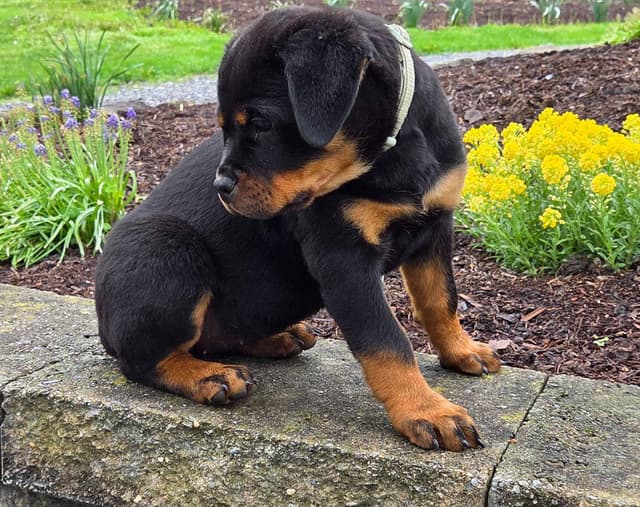 Rottweiler Puppies media 12