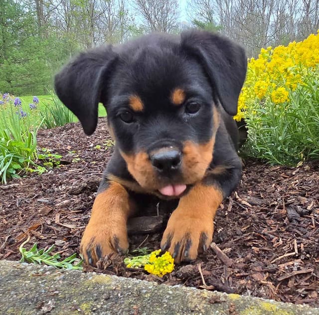 Rottweiler Puppies media 13