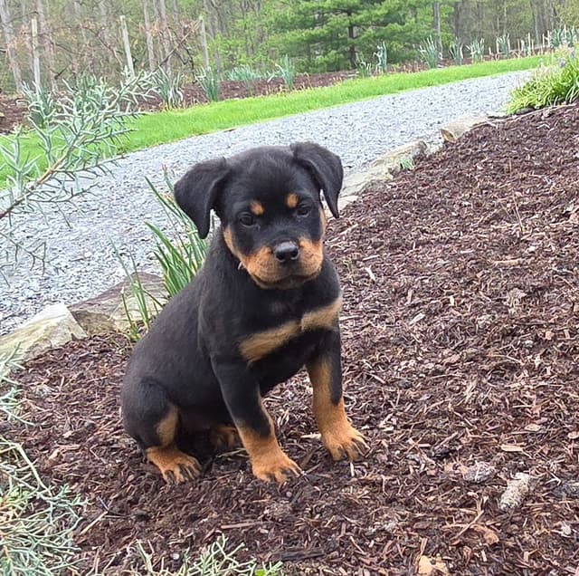 Rottweiler Puppies media 14