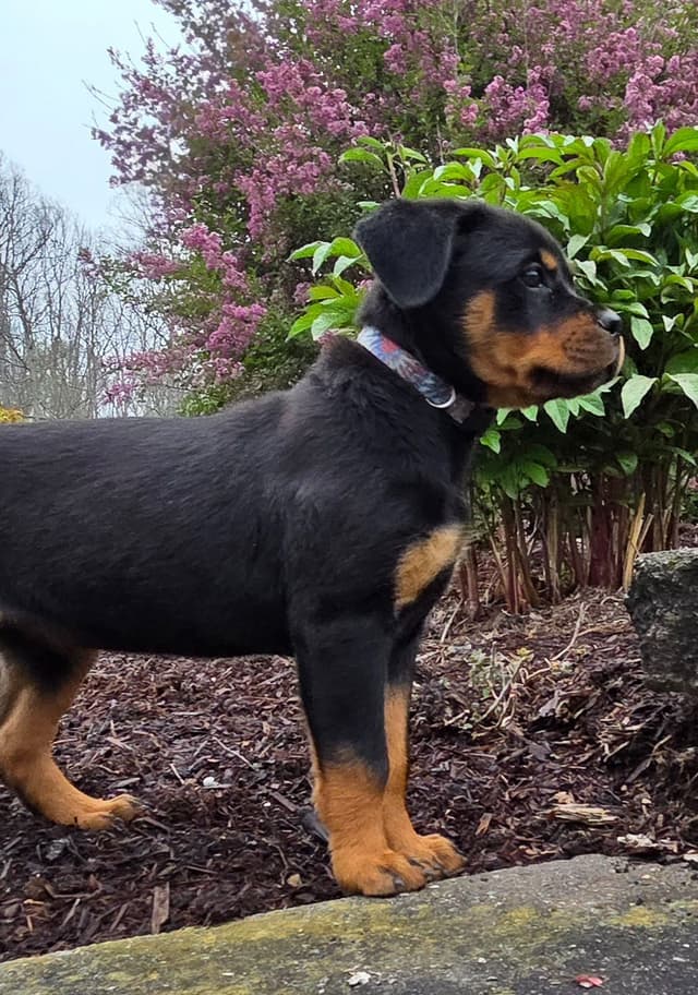 Rottweiler Puppies media 15