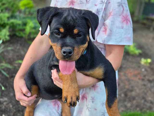 Rottweiler Puppies media 16