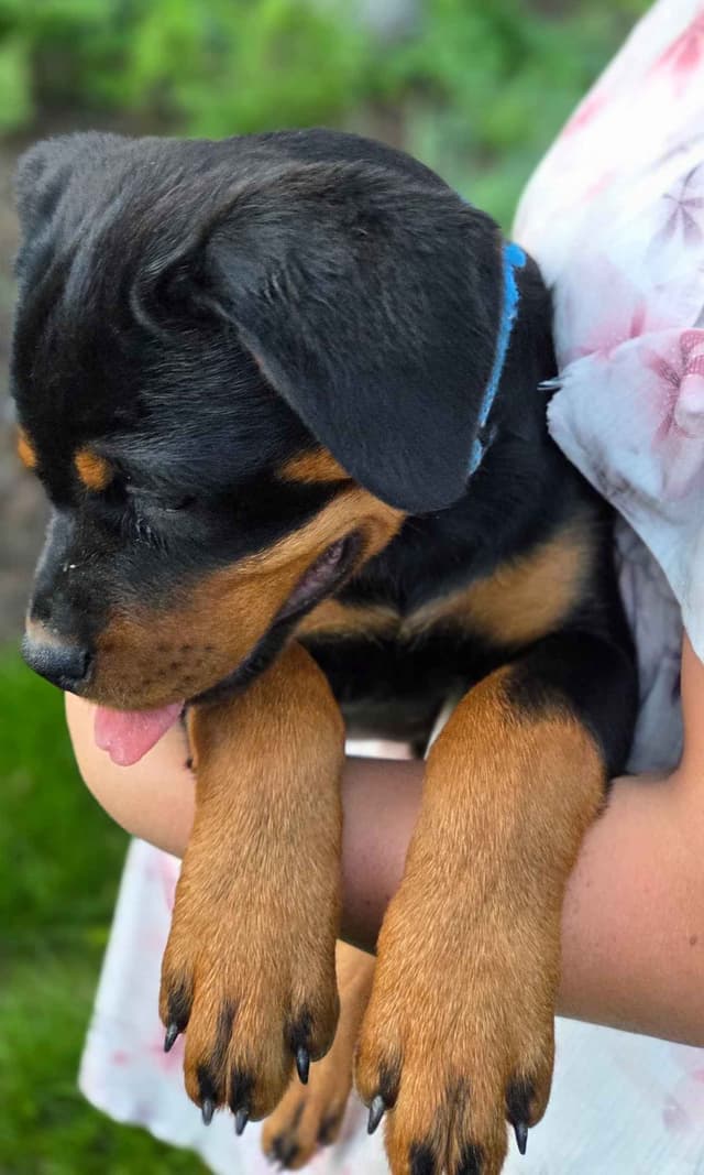Rottweiler Puppies media 17