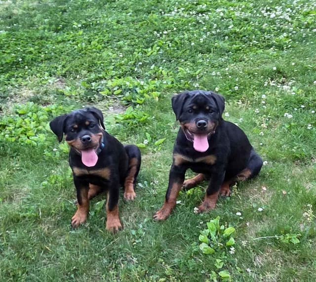 Rottweiler Puppies media 18