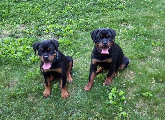Rottweiler Puppies media 19