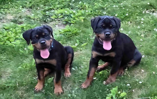 Rottweiler Puppies media 20