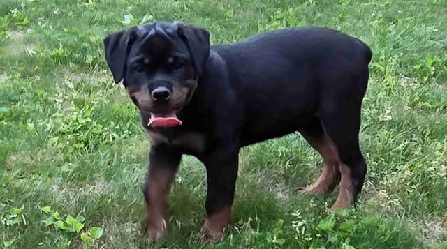 Rottweiler Puppies media 21