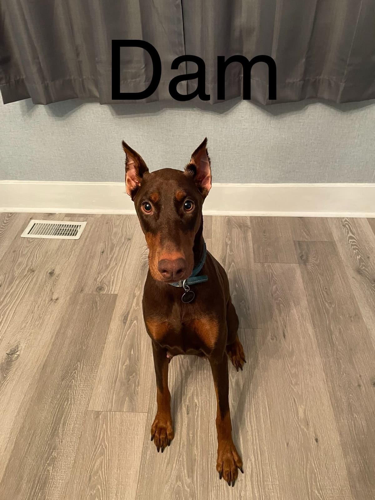 Doberman Pinscher Puppies breeder image 2