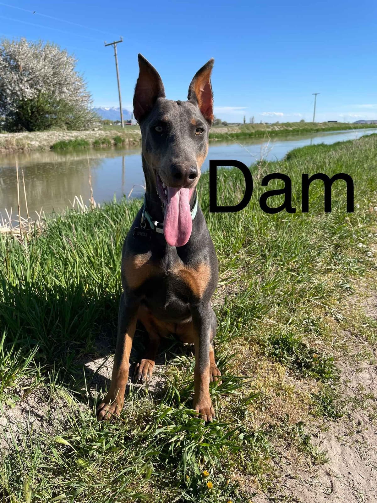Doberman Pinscher Puppies breeder image 3