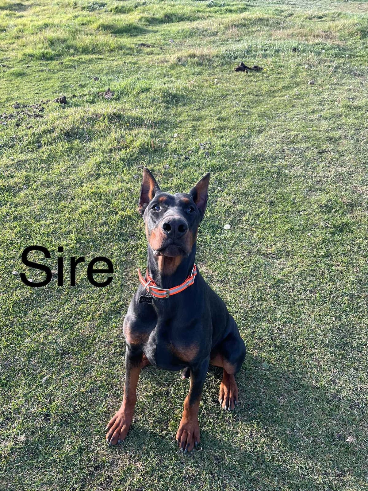 Doberman Pinscher Puppies breeder image 4