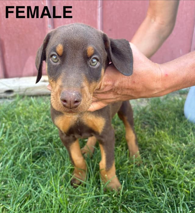 Doberman Pinscher Puppies media 2