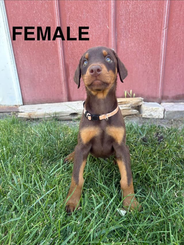 Doberman Pinscher Puppies media 3