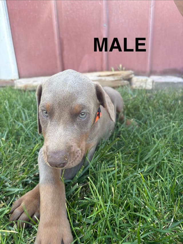 Doberman Pinscher Puppies media 7