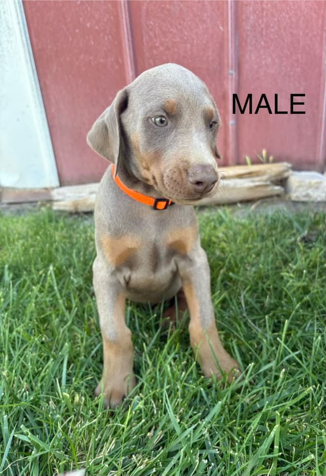 Doberman Pinscher Puppies media 4