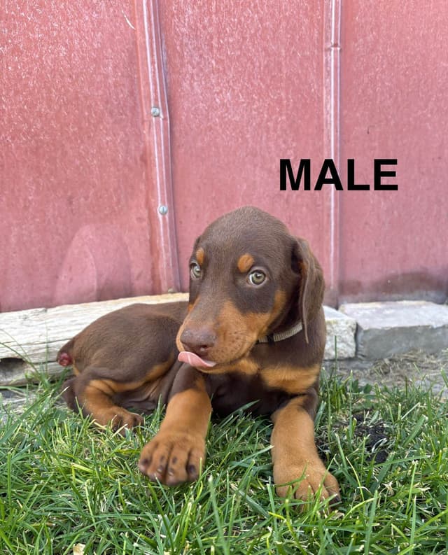 Doberman Pinscher Puppies media 8