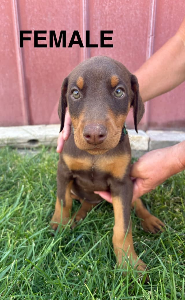 Doberman Pinscher Puppies media 5