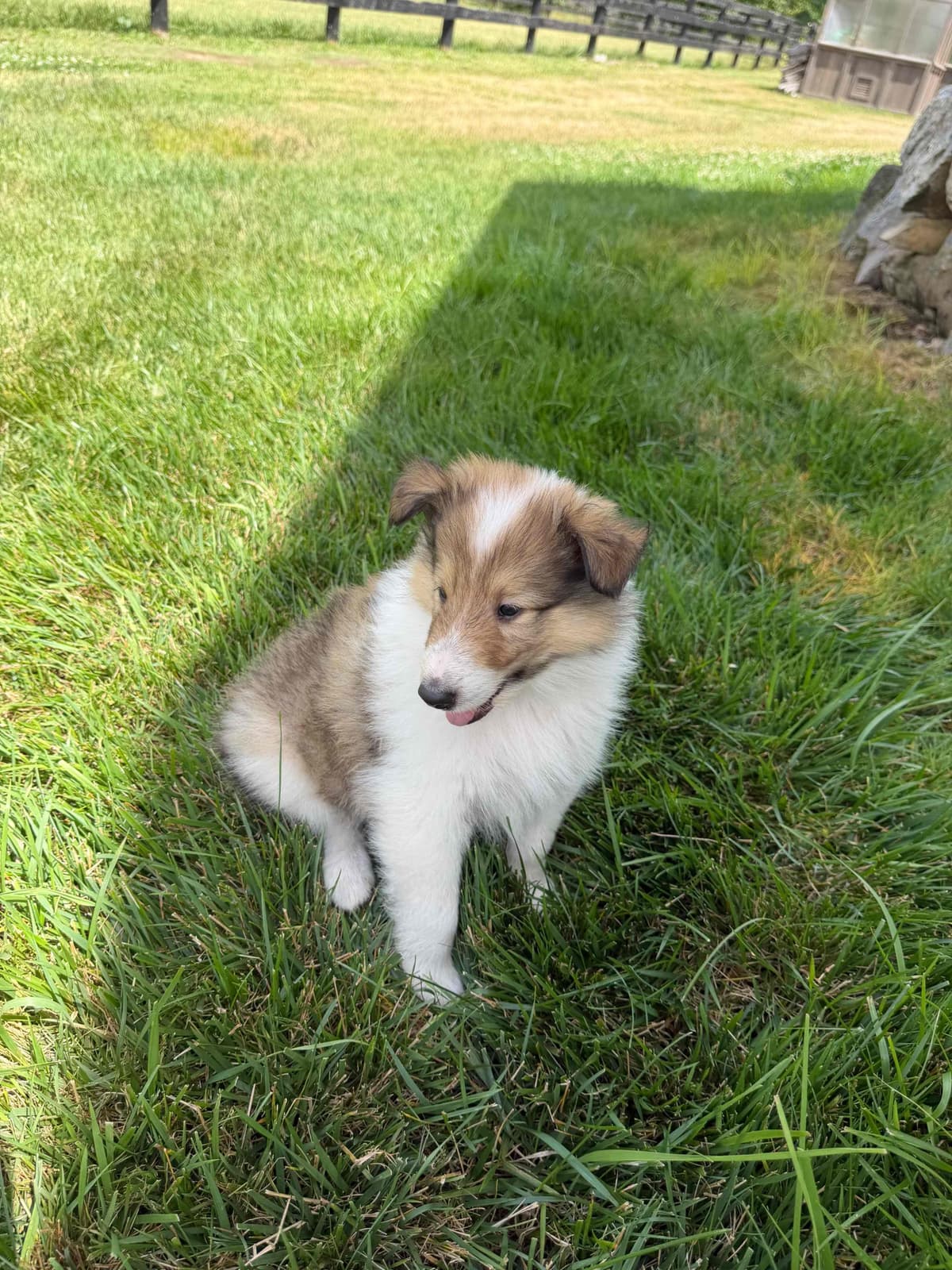 Collie Puppies breeder image 2