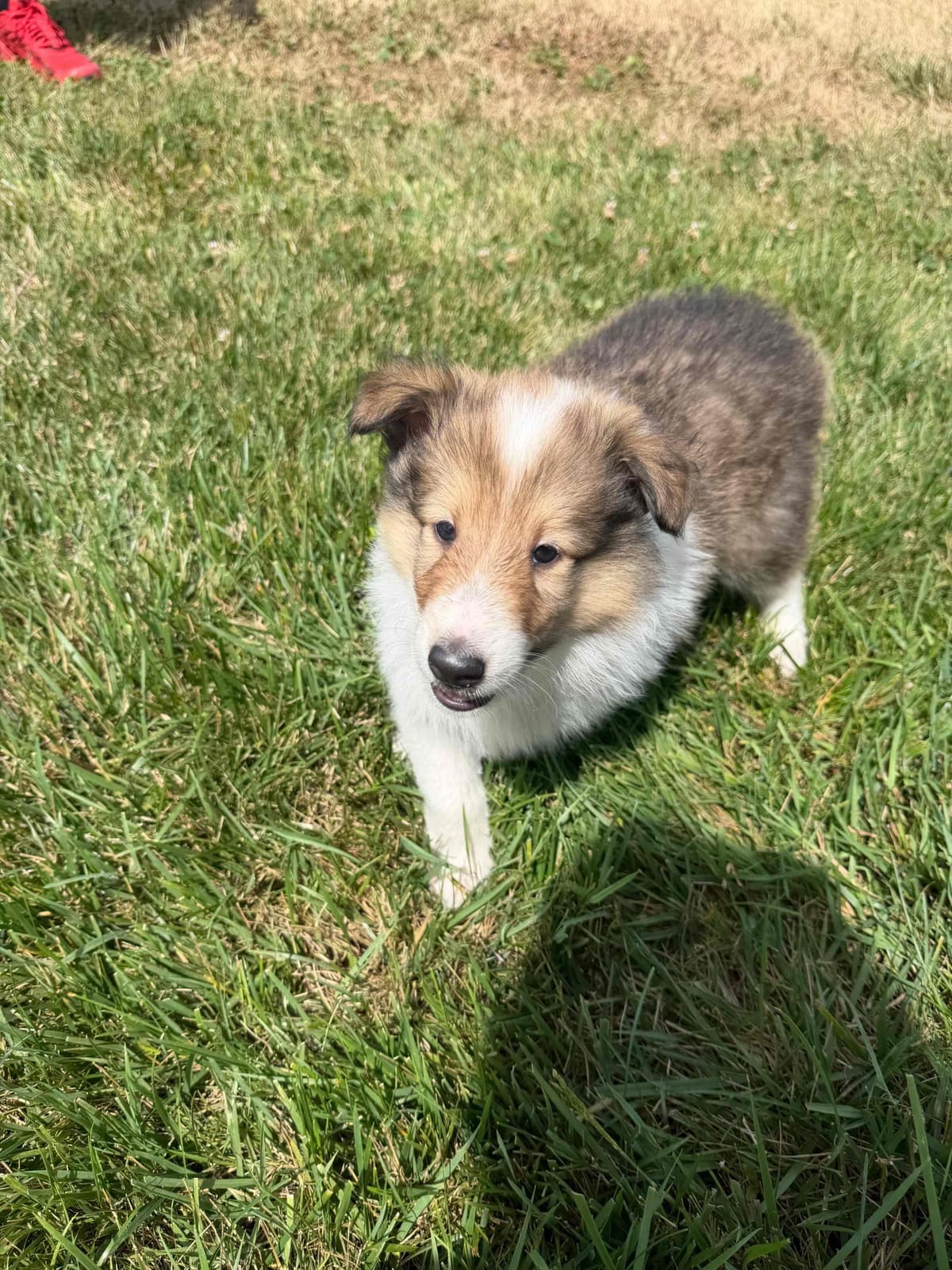Collie Puppies breeder image 1
