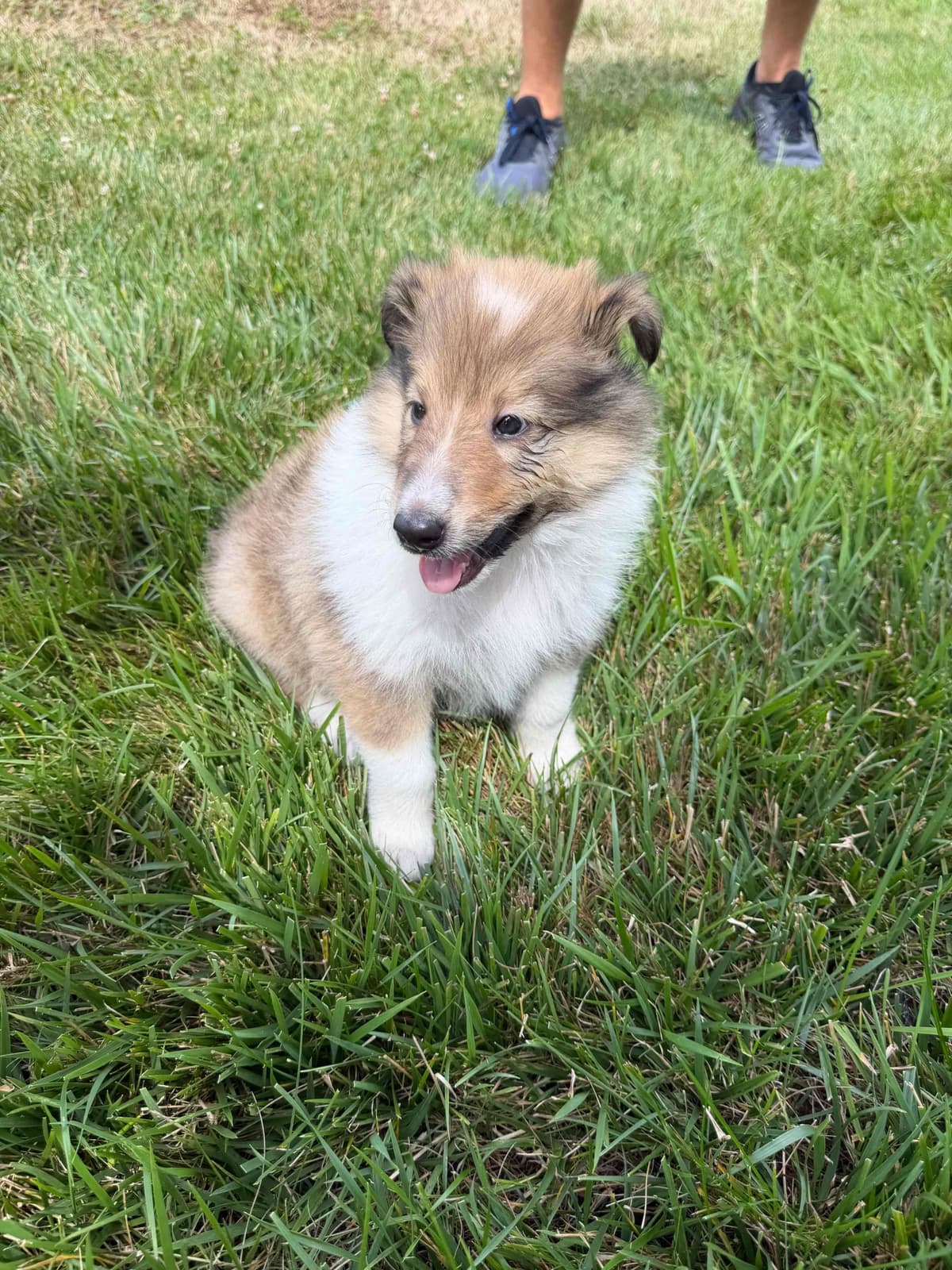 Collie Puppies breeder image 4