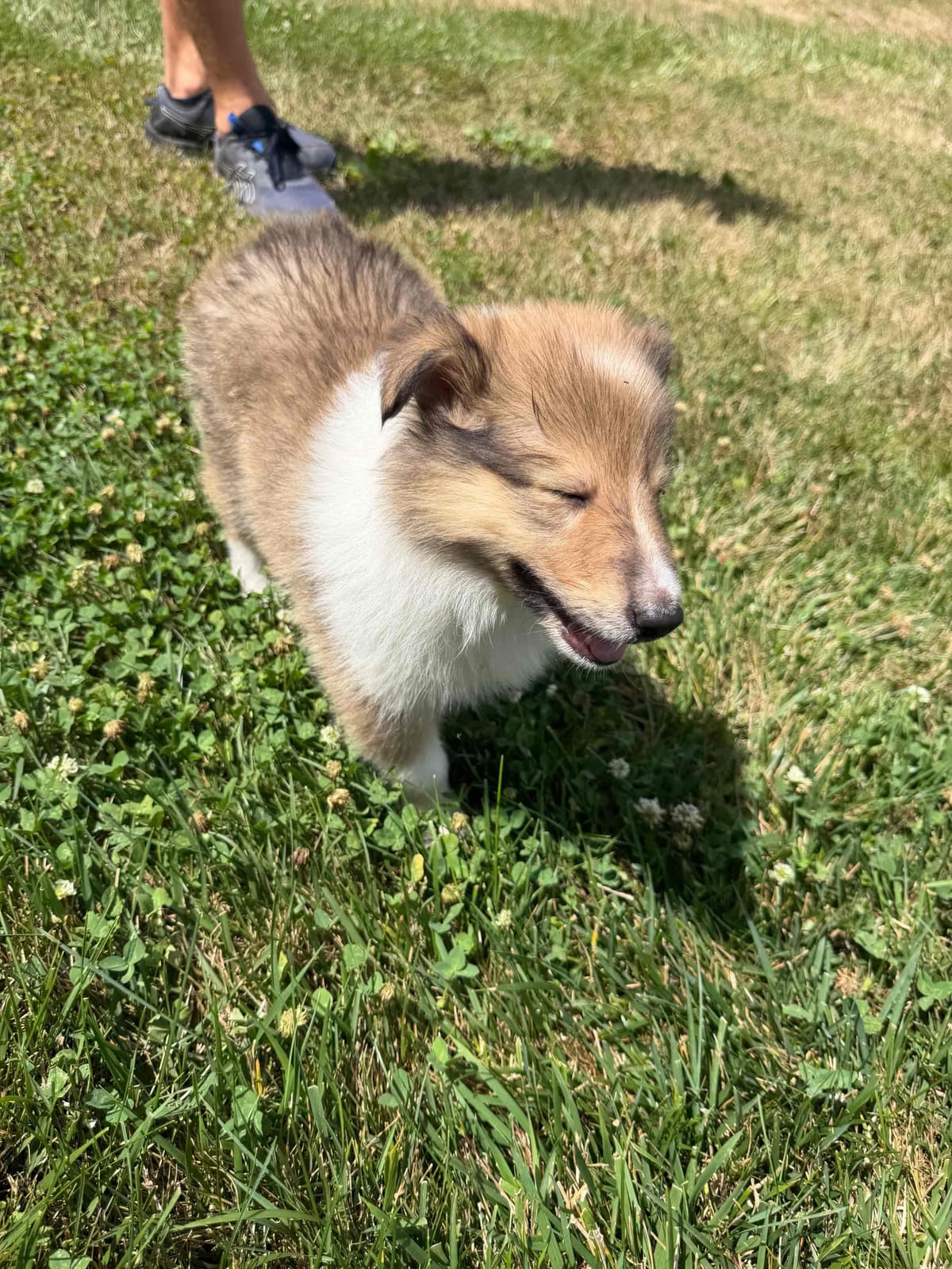 Collie Puppies breeder image 8