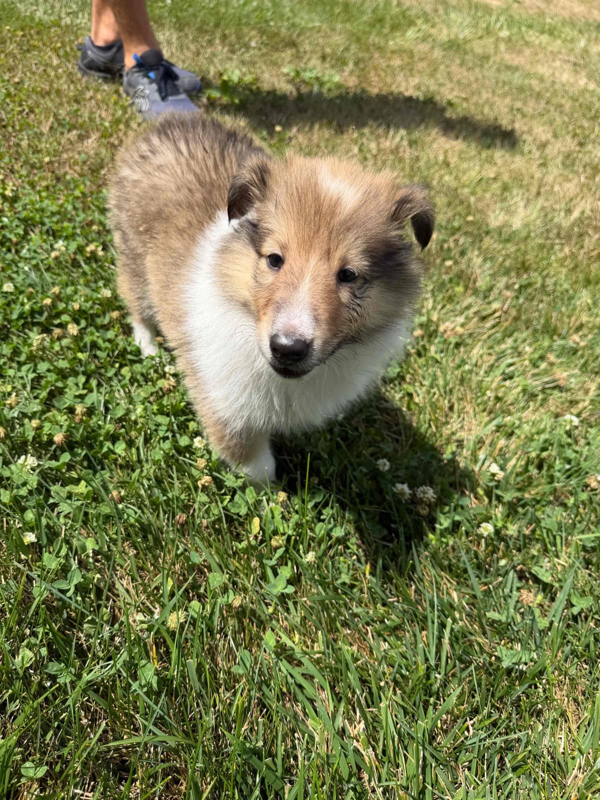 Collie Puppies breeder image 5