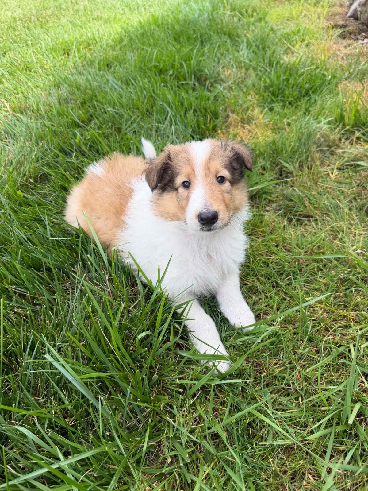 Collie Puppies breeder image 6