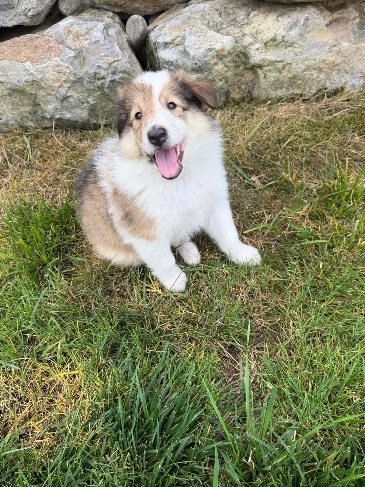 Collie Puppies breeder image 7