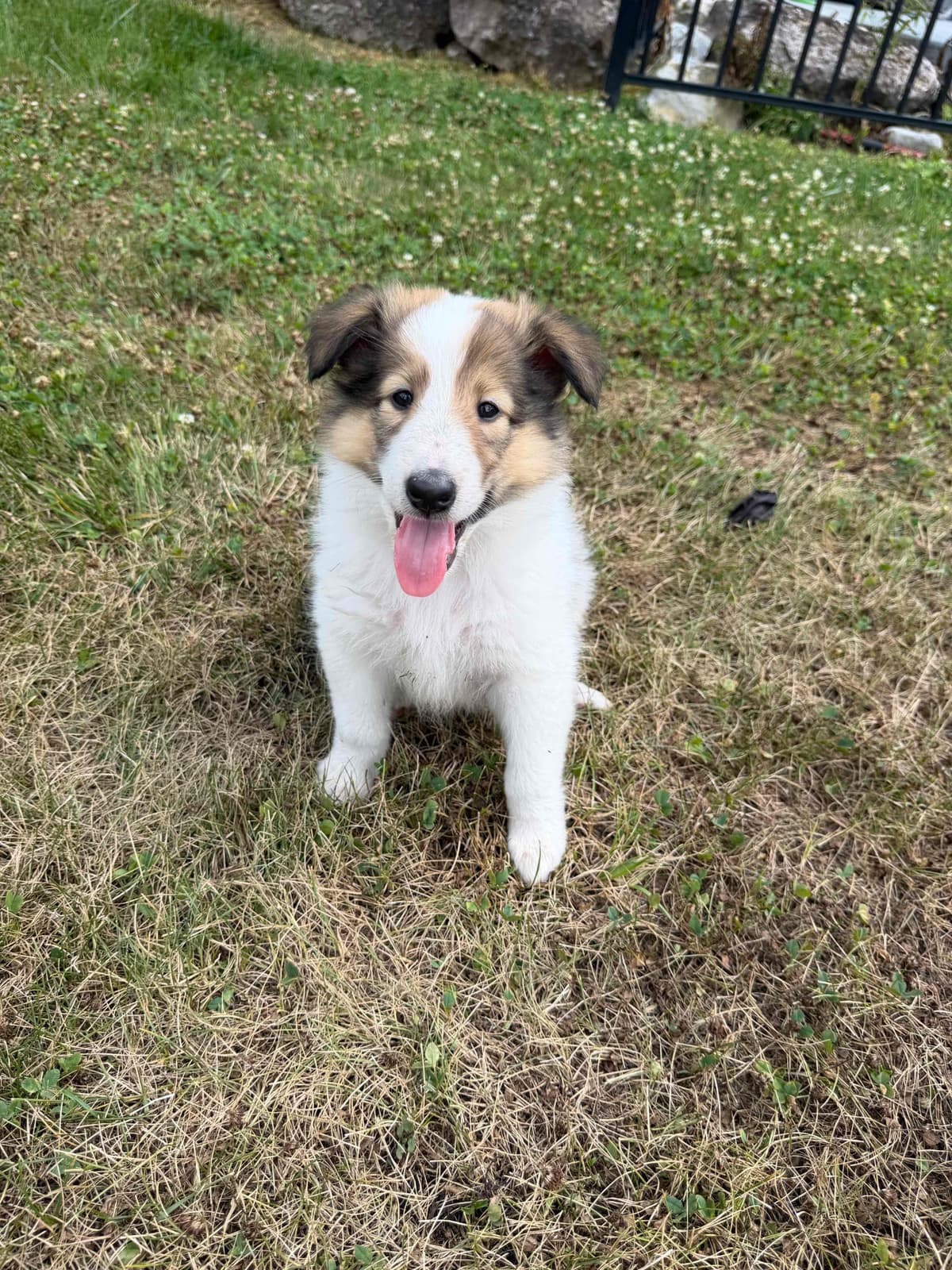 Collie Puppies breeder image 10