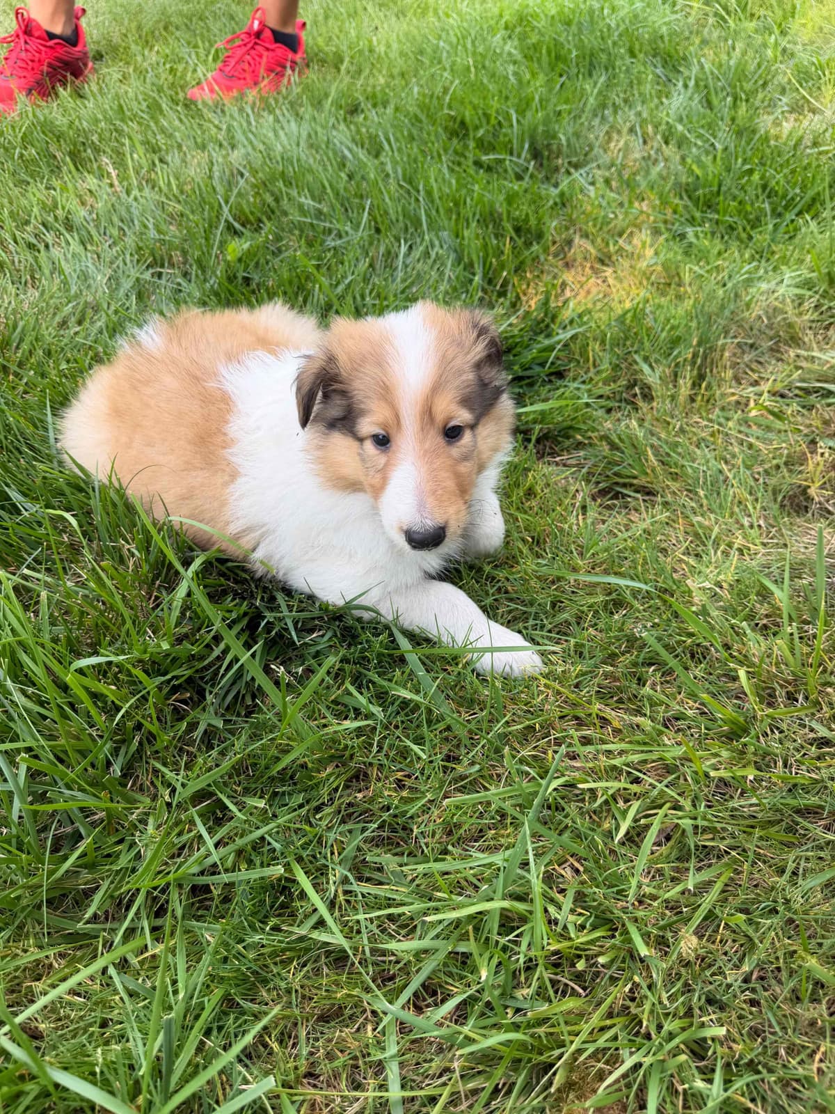 Collie Puppies breeder image 11